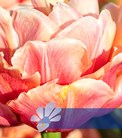 Copper Image®