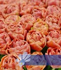 Copper Image®