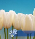 Mont Blanc®
