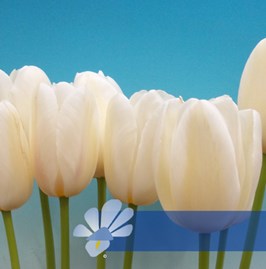 Mont Blanc®