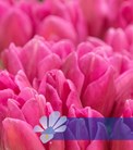 Pink Majesty®