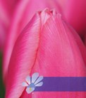 Rosy Delight®