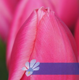 Rosy Delight®