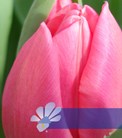 Rosy Delight®