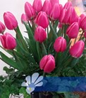 Rosy Delight®