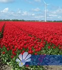 Sky High Scarlet®