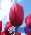 Sky High Scarlet®