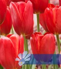 Sky High Scarlet®