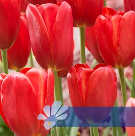 Sky High Scarlet®