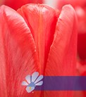 Sky High Scarlet®