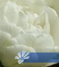 White Bridge®