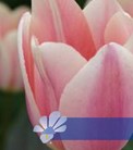 Apricot Delight®