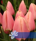 Apricot Delight®
