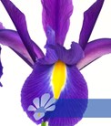 Discovery Purple®