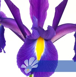 Discovery Purple®