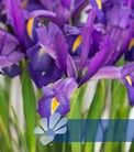 Discovery Purple®