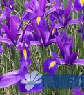 Discovery Purple®