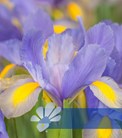 Mystic Beauty®