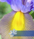Mystic Beauty®
