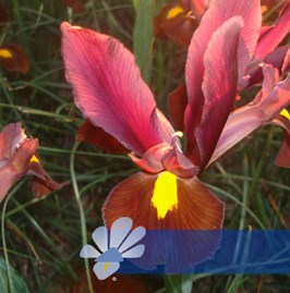 Red Ember®