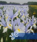 Silvery Beauty®