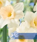 Spectrum Fragrant Mixed®