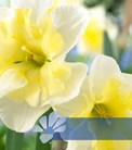 Spectrum Fragrant Mixed®