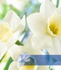 Spectrum Fragrant Mixed®