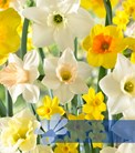 Spectrum Fragrant Mixed®