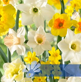 Spectrum Fragrant Mixed®