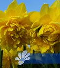 Tete Deluxe®