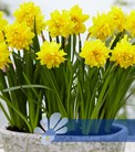 Tete Deluxe®