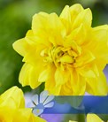 Tete Deluxe®