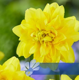 Tete Deluxe®
