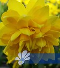 Tete Deluxe®