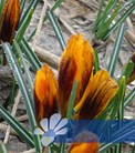 Orange Monarch®