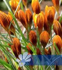 Orange Monarch®