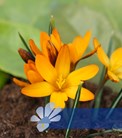 Orange Monarch®