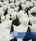 Suomi 100®