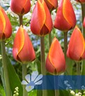 Dafeng®