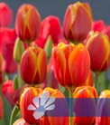 Dafeng®
