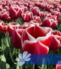 Holland America®