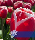 Holland America®