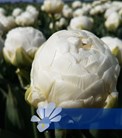 White Globe®