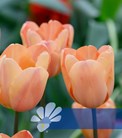 Apricot Foxx®