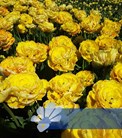 Bombastic Yellow®