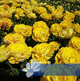 Bombastic Yellow®