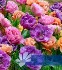 Dazzling Double Mix®