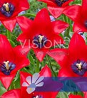 Invitation®