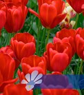 Sky High Scarlet®